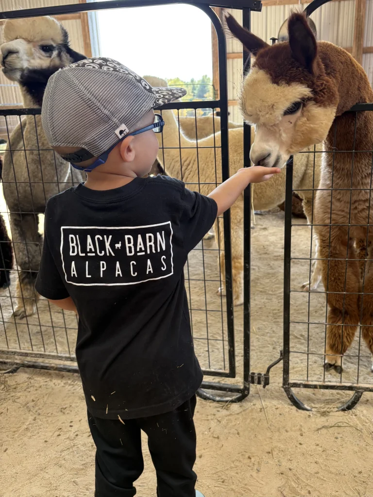 boy feeding alpacas copy
